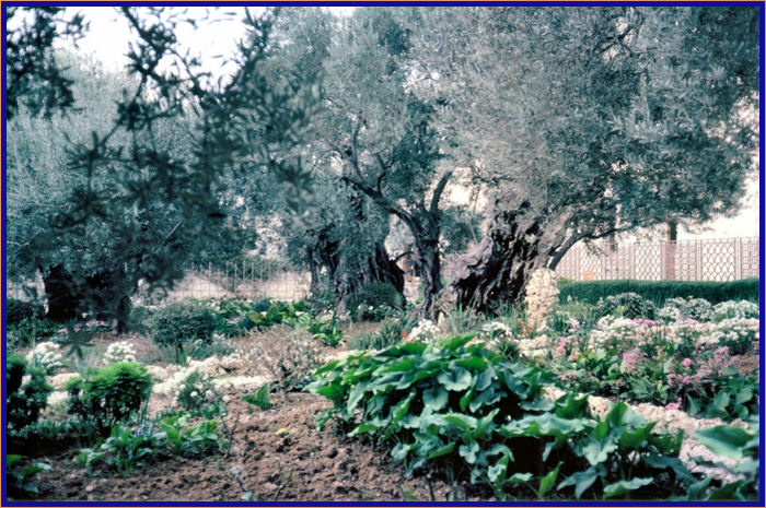 Garden of Gethsemane where Jesus was arrested